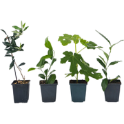 Mix fruitbomen - Set van 4 - Hoogte 25-40cm - ?9cm