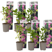 Hortensia - Set van 6 - Hydrangea 'Early Pink' - Hoogte 25-40cm - ?9cm