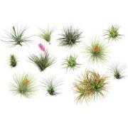 Luchtplantjes - Set van 12 - Tillandsia - Hoogte 5-15cm - ?5cm