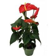 Flamingoplant - Anthurium 'Madural Red' - Hoogte 40-45cm - ø14cm