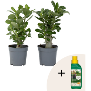 Woestijnroos - Set van 2 - Adenium obesum - Hoogte 25-40cm - ?10,5cm