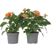 Voetzoekerbloem - Set van 4 - Crossandra 'Fortuna' - Hoogte 20-30cm - ...