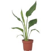 Paradijsvogelbloem - Strelitzia reginea - Hoogte 25-40cm - ?9cm