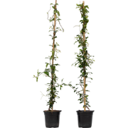 Jasmijn - Set van 2 - Trachelospermum jasminoides - Hoogte 110-120cm -...