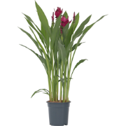 Siamese tulp - Curcuma alismatifolia - Hoogte 70-90cm - ?19cm