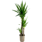 Palmlelie - Yucca elephantipes - Hoogte 130-140cm - ?24cm