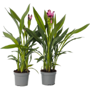 Siamese tulp - Set van 4 - Curcuma 'Siam Splash' - Hoogte 40-60cm - ?1...