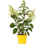 Pluimhortensia - Hydrangea paniculata 'Candlelight' - Hoogte 25-40cm -...