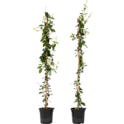 Jasmijn - Set van 2 - Trachelospermum jasminoides - Hoogte 110-120cm -...