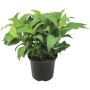 Hortensia - Hydrangea serrata 'Summerglow' - Hoogte 25-40cm - ?19cm