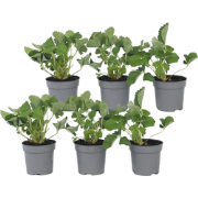 Aardbeienplant - Set van 6 - Fragaria ananassa 'Roman' - Hoogte 15-20c...