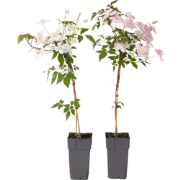 Bosrank - Set van 2 - Clematis 'Fragrant Spring' - Hoogte 60-70cm - ?1...