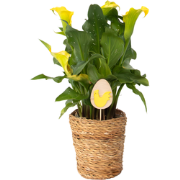 Calla 'Ruby' - Aronskelk - Geel - Hoogte 30-40cm - ?12cm