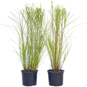 Prachtriet - Set van 2 - Miscanthus 'Gracillimus' - Hoogte 40-60cm - ?...