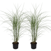 Prachtriet - Set van 2 - Miscanthus Kleine Silberspinne - Hoogte 20-30...