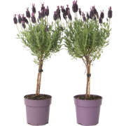 Lavendel - Set van 2 - Lavandula stoechas 'Anouk' - Hoogte 30-40cm - ?...