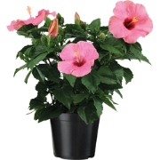Chinese roos - Hibiscus rosa-sinensis - Roze - Hoogte 40-50cm - ?17cm