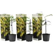 Zilveracacia - Set van 3 - Mimosa dealbata - Hoogte 25-40cm - ?9cm