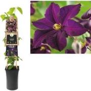 3 stuks - Klimplant Clematis Romantika 75 cm