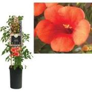 3 stuks - Klimplant Campsis t. Madame Galen 75 cm