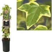 3 stuks - Klimplant Hedera h. Goldchild 75 cm