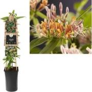 3 stuks - Klimplant Lonicera henryi 75 cm