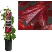 3 stuks - Klimplant Parthenocissus tr. Veitchii 75 cm