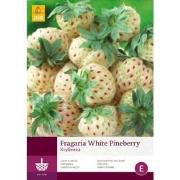 2 stuks - 2 Fragaria White Pineberry