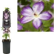 3 stuks - Klimplant Clematis Pernille PBR 75 cm