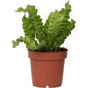 Vogelnestvaren - Asplenium nidus 'Crispy Wave' - Hoogte 25-40cm - ?12c...