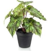 Begonia leaves bush 25 cm in black pot