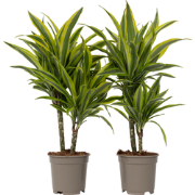 Drakenbloedboom - Set van 2 - Dracaena 'Lemon Lime' - Hoogte 60-70cm -...