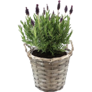 Lavendelstruik - Lavandula stoechas 'Anouk' - Hoogte 25-35cm - ?15cm