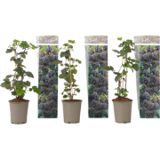 Bramenplant - Set van 3 - Rubus Thornless - Hoogte 25-40cm - ?9cm