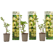 Kruisbes - Set van 3 - Ribes uva- crispa - Hoogte 25-40cm - ?9cm
