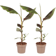 Rode bananenplant - Set van 2 - Ensete ventricosum - Hoogte 55-70cm - ...