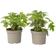 Hortensia - Set van 2 - Hydrangea 'Toy Soldier' - Hoogte 25-40cm - ?19...