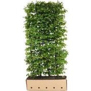 Carpinus betulus Fastigiata