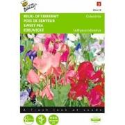 2 stuks - Lathyrus Multiflora Colorama Gem.