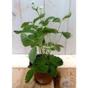 5 stuks! Vasteplant Aardbei