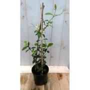 3 stuks - Sterjasmijn geurende kuipplant 40 cm