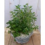 Mandje met vier kruiden plantjes diameter 30 cm