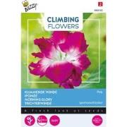 3 stuks - Flowering climbers ipomoea dubbel rose
