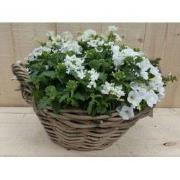 Rieten mand zomerbloeiers wit dia. 30 cm