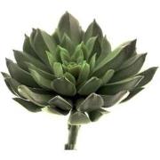 Nova Nature Aeonium pick lt green 13 cm