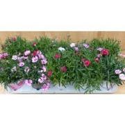 Anjer 10 potjes in tray kleur mix