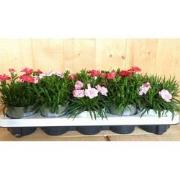 Tuinanjers 10 stuks in tray mix kleuren
