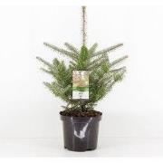 Abies koreana 55 cm