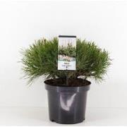 Pinus mugo mughus 25-30 cm