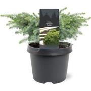 Picea mariana Nana 15-20 cm Conifeer